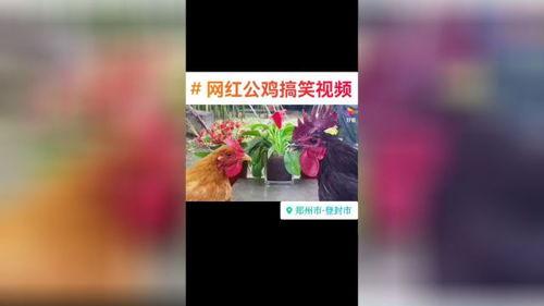 网红爆料天天更新视频,精彩内容盘点 第2张 网红爆料天天更新视频,精彩内容盘点 第2张